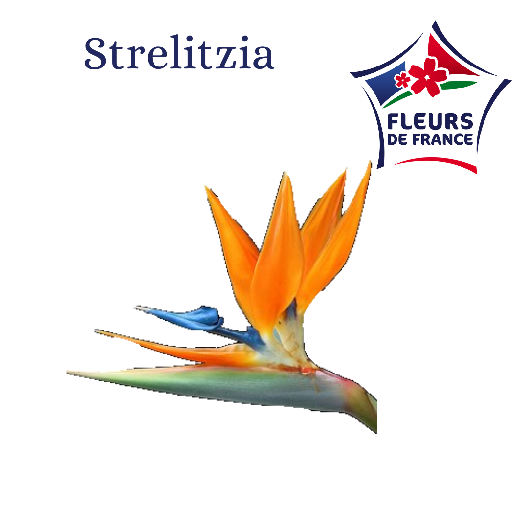 STRELIZIA EXTRA DU VAR Fleurs de France
